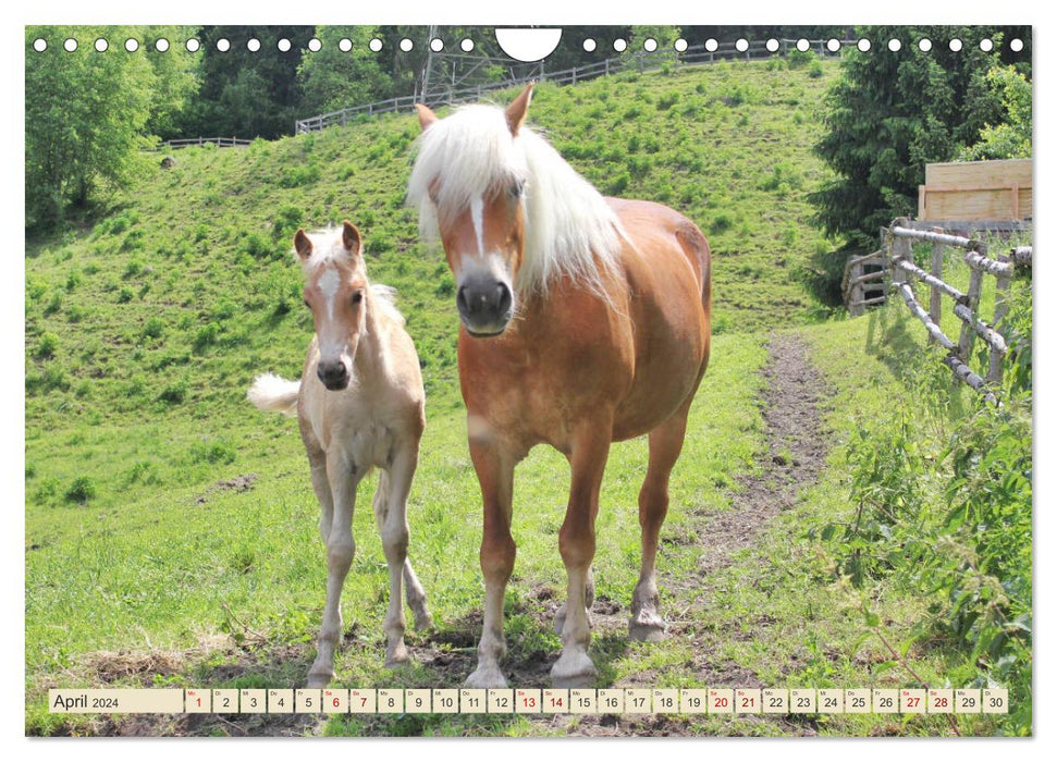 Tiroler Langmähnen (CALVENDO Wandkalender 2024)