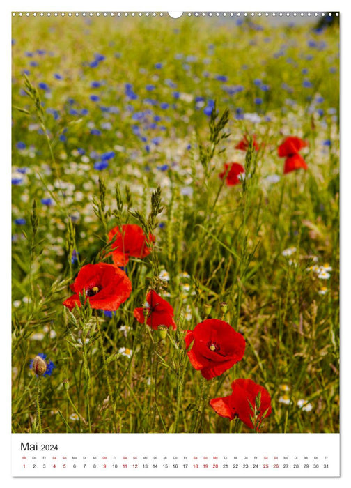 On the Darß - Impressions (CALVENDO Premium Wall Calendar 2024) 