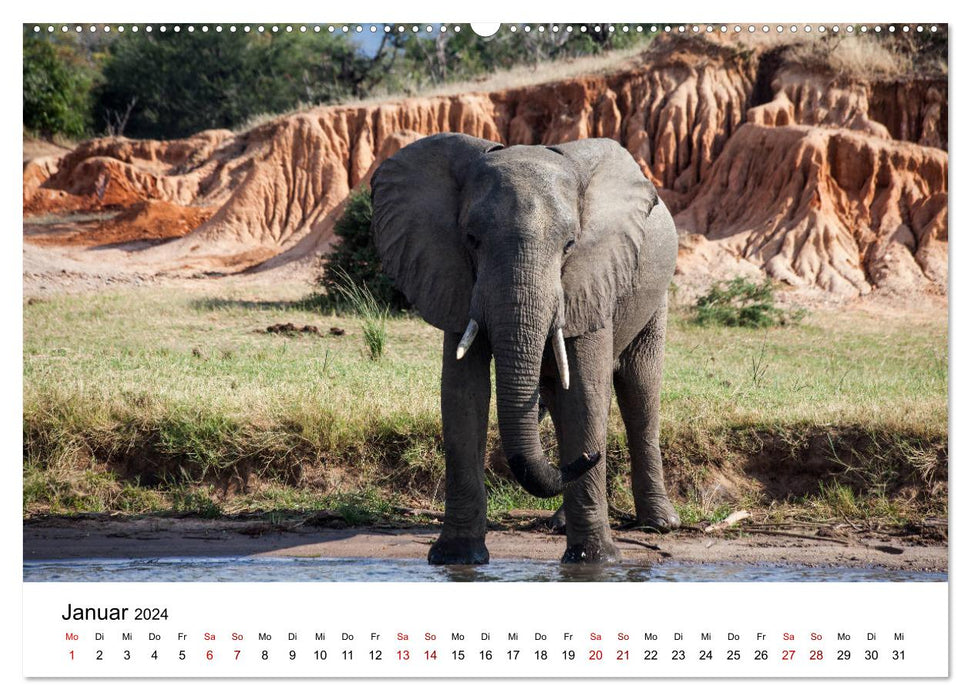 Zambie et Zambèze (Calvendo Premium Wall Calendar 2024) 