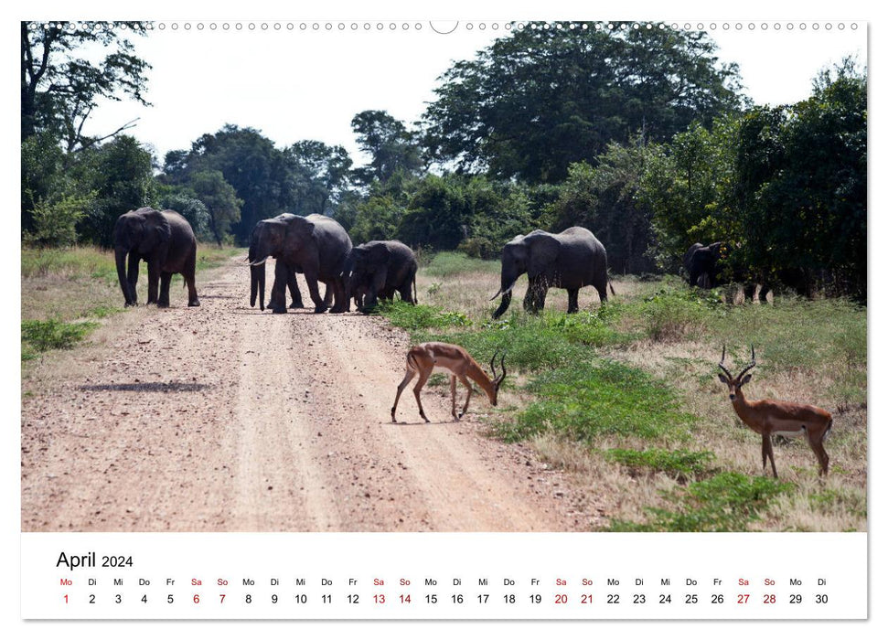 Zambie et Zambèze (Calvendo Premium Wall Calendar 2024) 