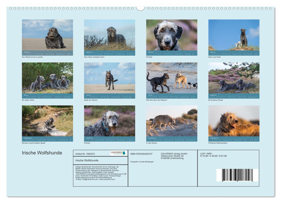 Irish Wolfhounds (Calvendo Premium Calendrier mural 2024) 