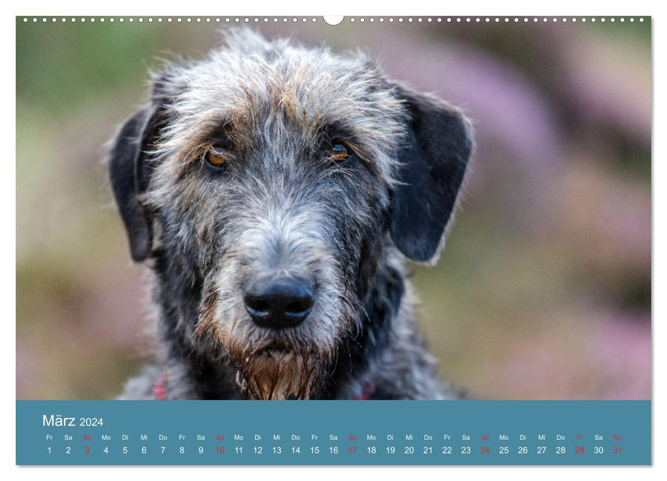 Irish Wolfhounds (Calvendo Premium Calendrier mural 2024) 