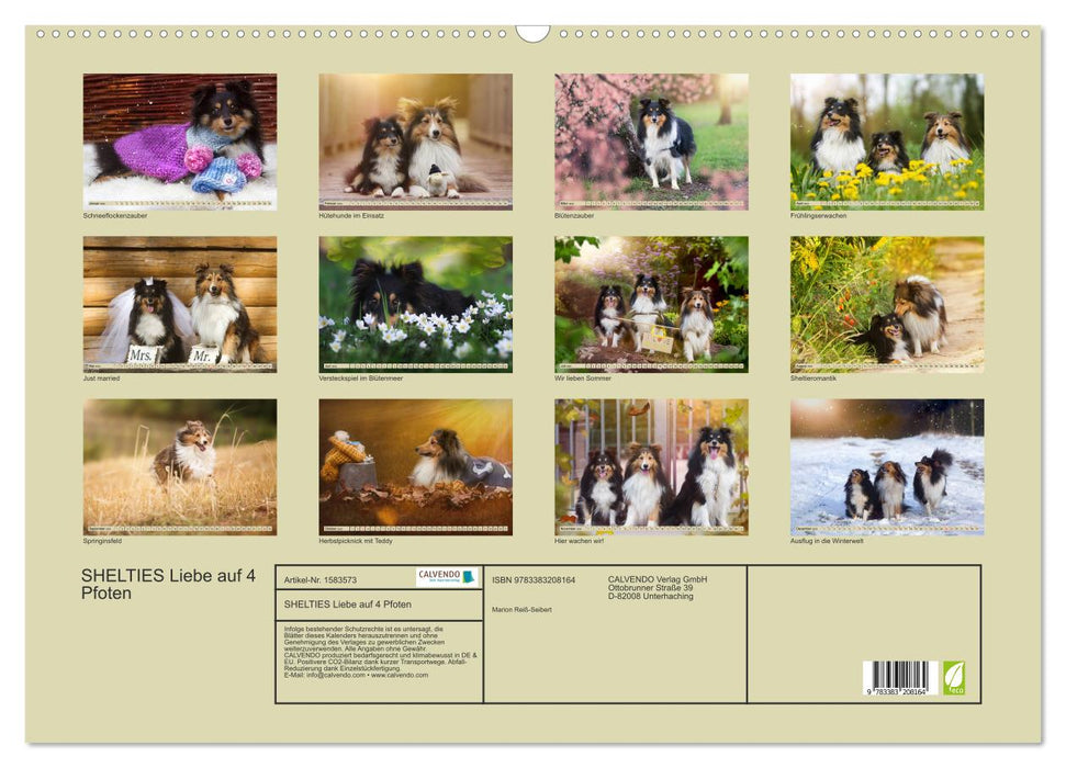 SHELTIES l'amour sur 4 pattes (Calendrier mural CALVENDO 2024) 