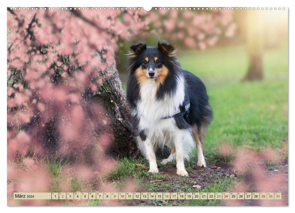 SHELTIES l'amour sur 4 pattes (Calendrier mural CALVENDO 2024) 