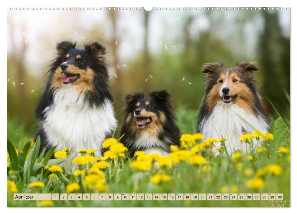 SHELTIES love on 4 paws (CALVENDO wall calendar 2024) 