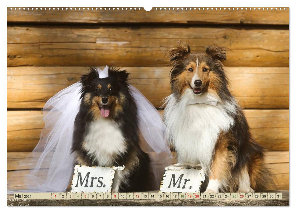 SHELTIES love on 4 paws (CALVENDO wall calendar 2024) 