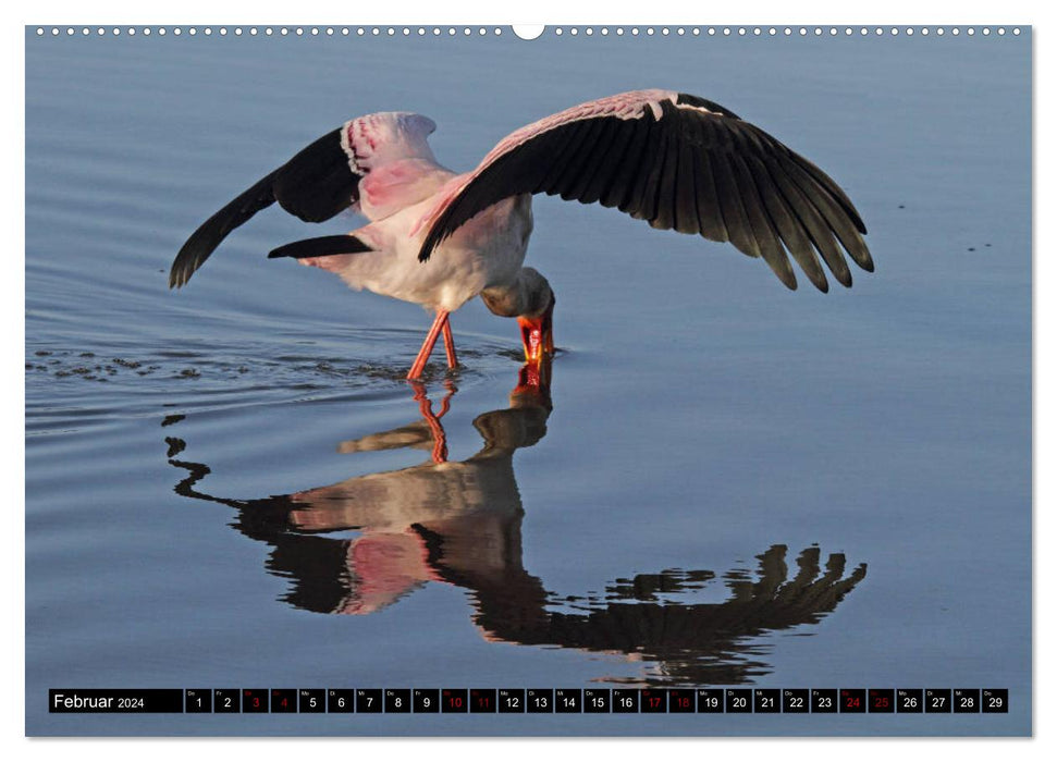 Fascination Africa - Birds (CALVENDO wall calendar 2024) 