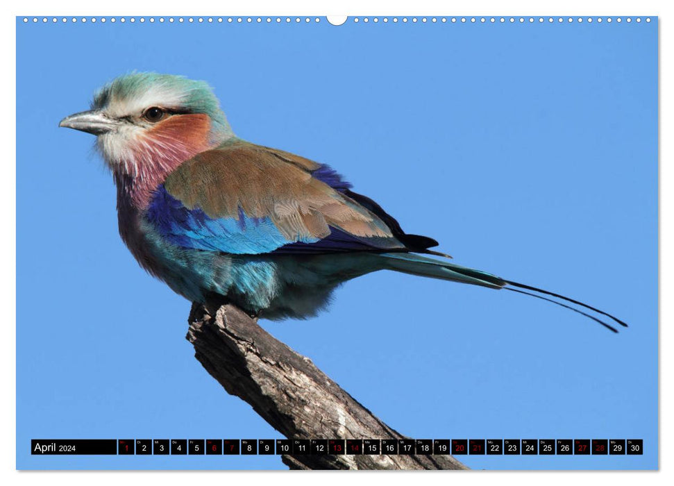 Fascination Africa - Birds (CALVENDO wall calendar 2024) 