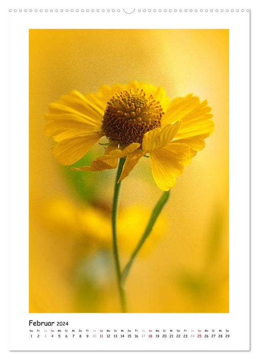 Gelber Blütentraum (CALVENDO Wandkalender 2024)