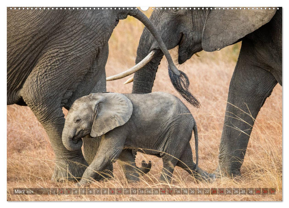 Safari in Tansania (CALVENDO Wandkalender 2024)