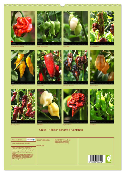 Chilis - Höllisch scharfe Früchtchen (CALVENDO Premium Wandkalender 2024)