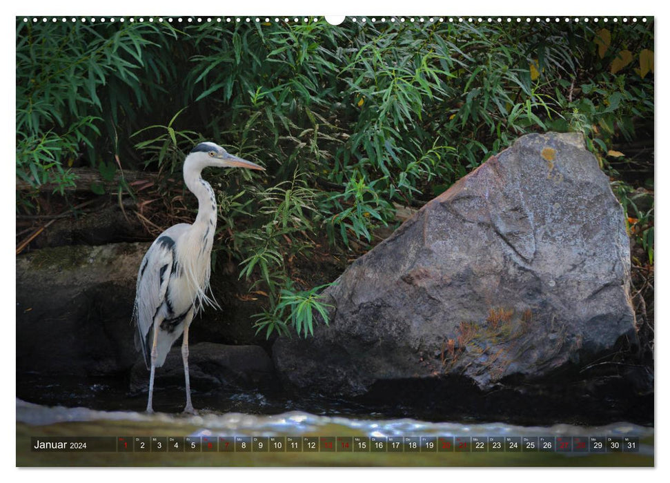 Der Fischreiher im Naturschutzgebiet der Nahe (CALVENDO Premium Wandkalender 2024)