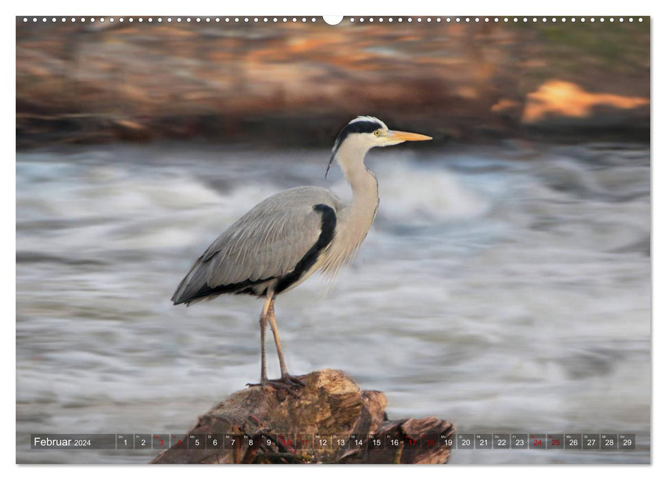 The heron in the Nahe nature reserve (CALVENDO Premium Wall Calendar 2024) 