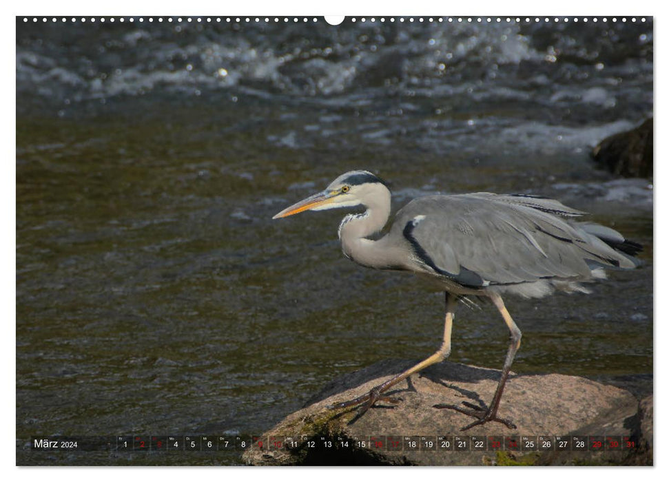 The heron in the Nahe nature reserve (CALVENDO Premium Wall Calendar 2024) 