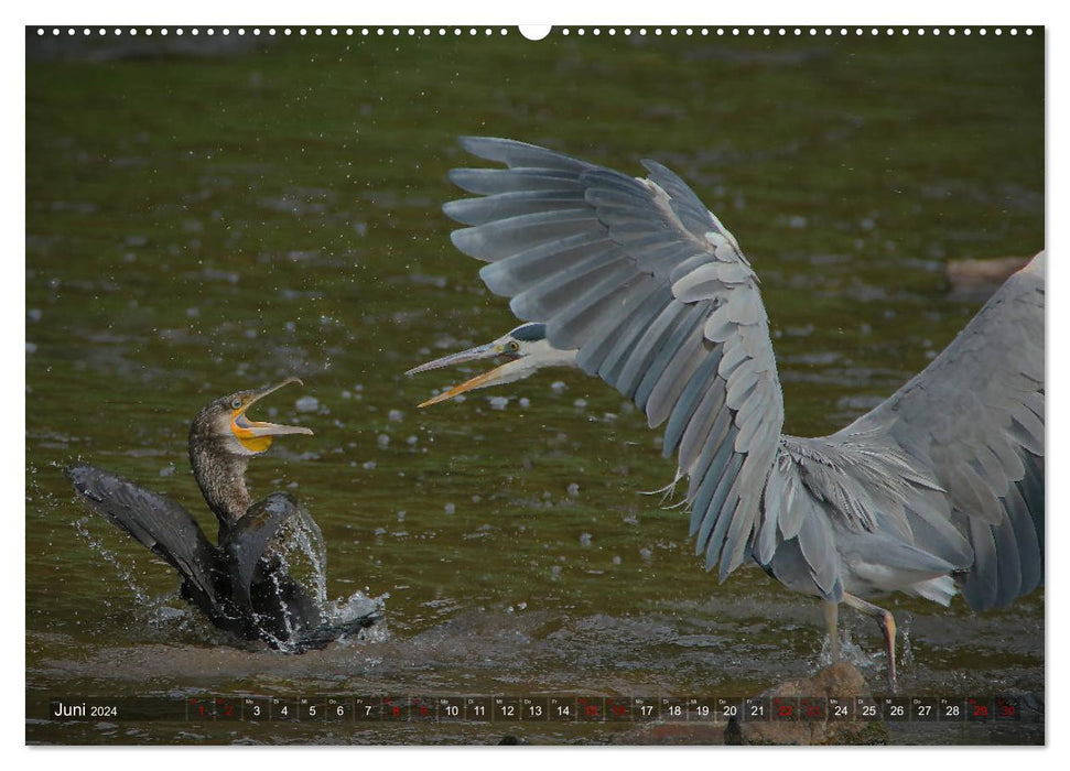 The heron in the Nahe nature reserve (CALVENDO Premium Wall Calendar 2024) 