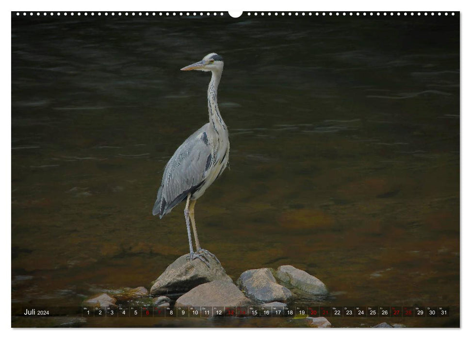 The heron in the Nahe nature reserve (CALVENDO Premium Wall Calendar 2024) 