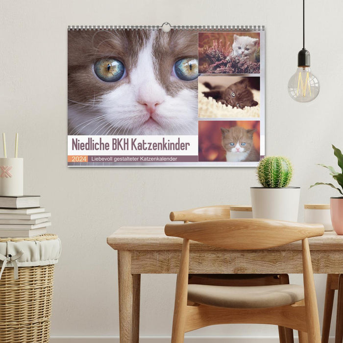 Niedliche BKH Katzenkinder (CALVENDO Wandkalender 2024)