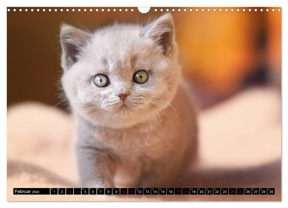 Cute BKH cat children (CALVENDO wall calendar 2024) 