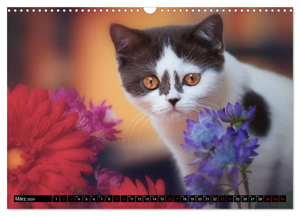 Cute BKH cat children (CALVENDO wall calendar 2024) 