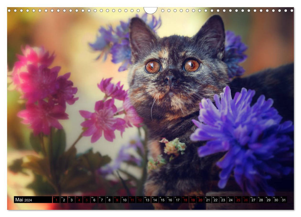 Cute BKH cat children (CALVENDO wall calendar 2024) 