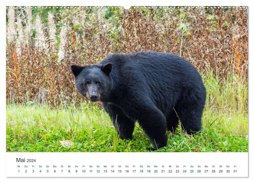 Into the Wild - Canada and Alaska (CALVENDO wall calendar 2024) 