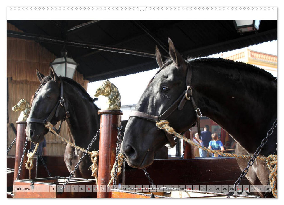 Portugal - Festival du cheval de Golegã (Calvendo Premium Wall Calendar 2024) 