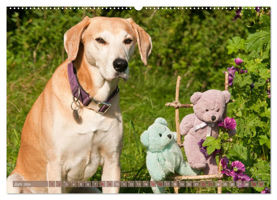 Lovable friends - Azawakh Ridgeback with teddy bears (CALVENDO wall calendar 2024) 