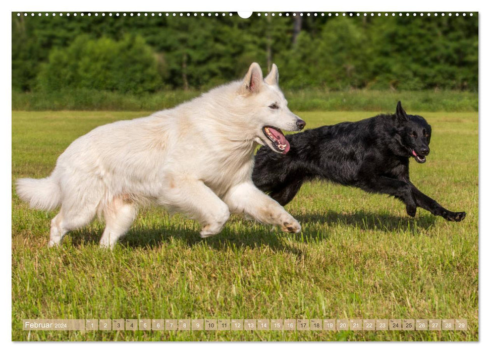 Schäferhunde - Freunde auf 4 Pfoten (CALVENDO Premium Wandkalender 2024)