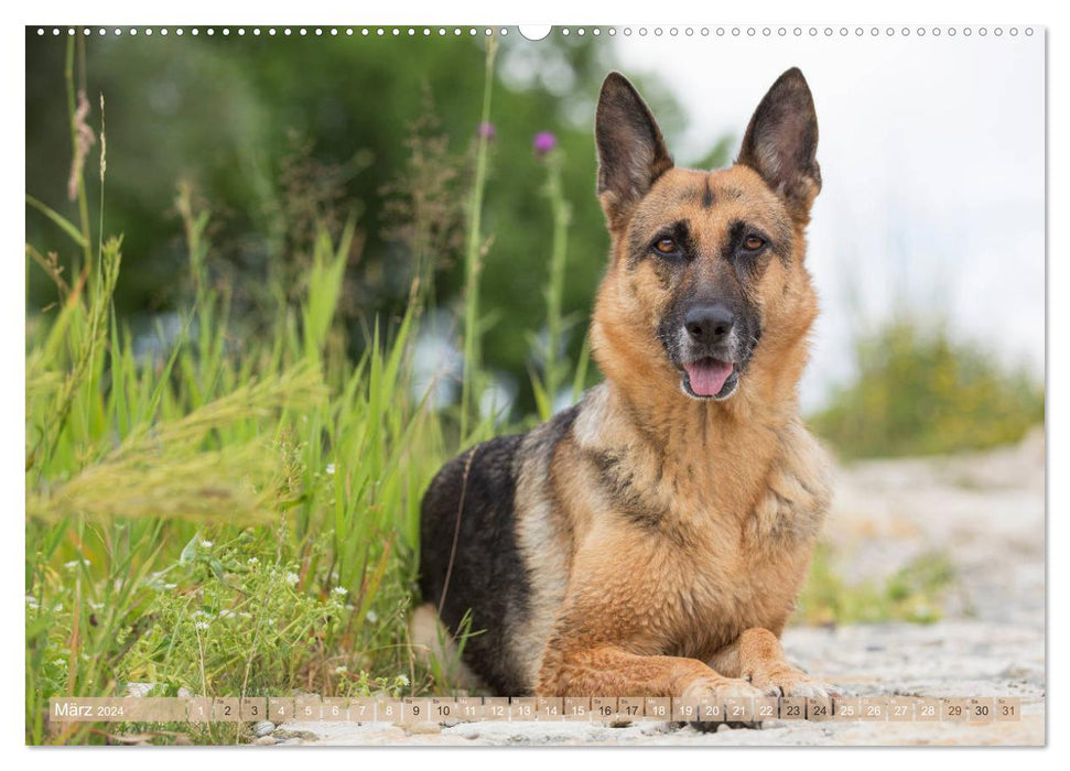 Schäferhunde - Freunde auf 4 Pfoten (CALVENDO Premium Wandkalender 2024)