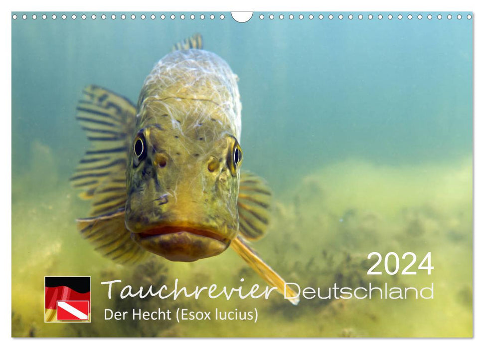 Tauchrevier Deutschland - Der Hecht (Esox lucius) (CALVENDO Wandkalender 2024)
