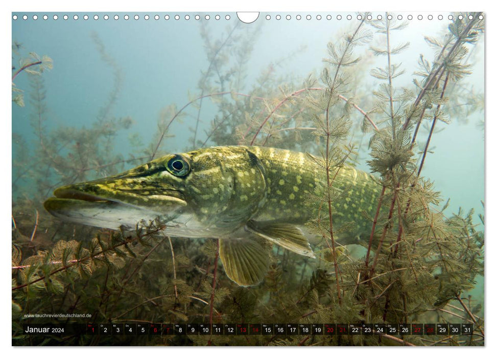 Zone de plongée Allemagne - Le brochet (Esox lucius) (Calendrier mural CALVENDO 2024) 