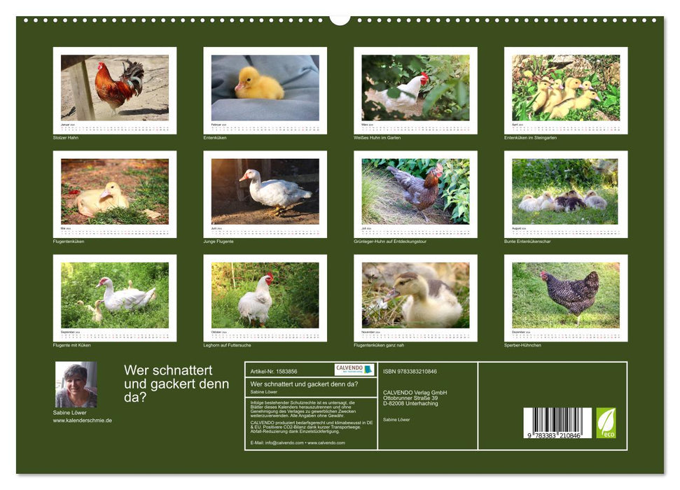 Qui ricane et bavarde ? Avec des canards et des poules tout au long de l'année (Calendrier mural CALVENDO Premium 2024) 
