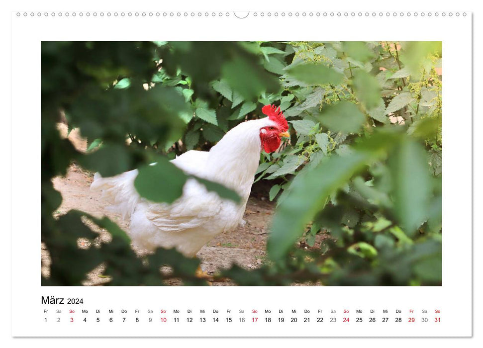 Qui ricane et bavarde ? Avec des canards et des poules tout au long de l'année (Calendrier mural CALVENDO Premium 2024) 