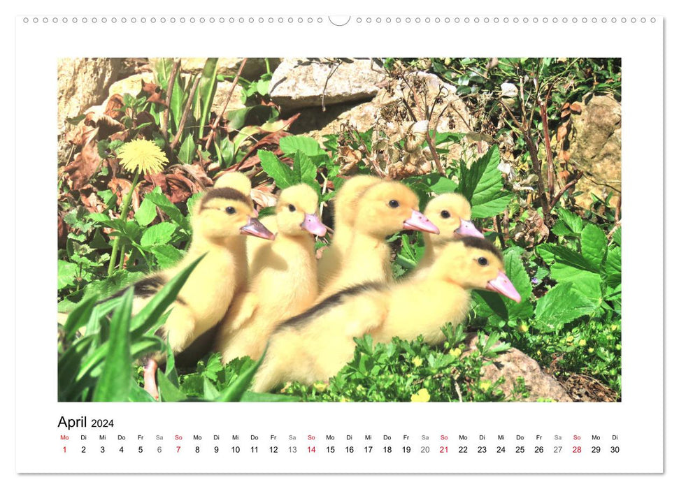 Wer gackert und schnattert denn da? Mit Enten und Hühnern durchs Jahr (CALVENDO Premium Wandkalender 2024)