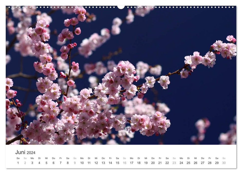 Rêve de fleurs de cerisier (Calvendo Premium Calendrier mural 2024) 