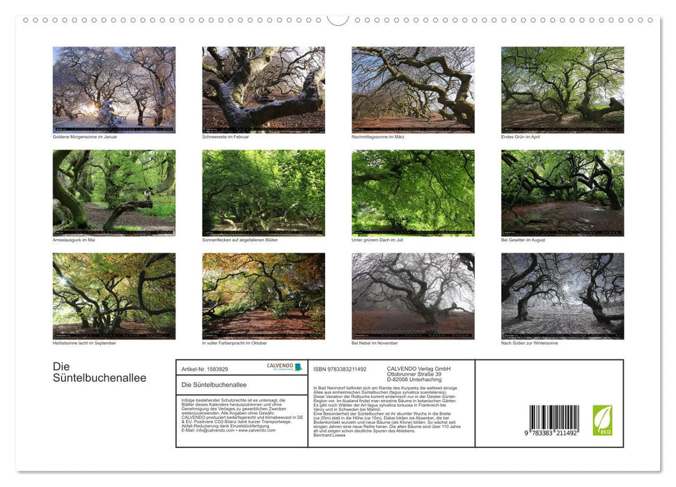 Die Süntelbuchenallee (CALVENDO Premium Wandkalender 2024)