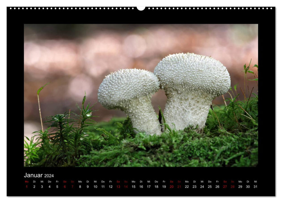 Galerie de champignons - Champignons locaux de la région Rhénanie-Palatinat (Calendrier mural CALVENDO 2024) 