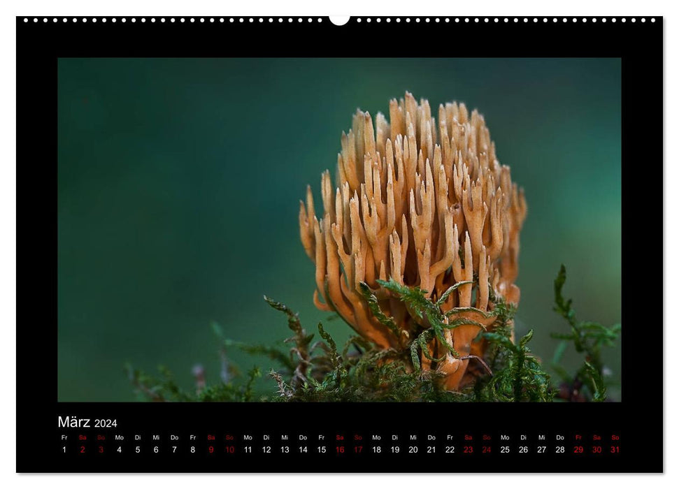 Galerie de champignons - Champignons locaux de la région Rhénanie-Palatinat (Calendrier mural CALVENDO 2024) 