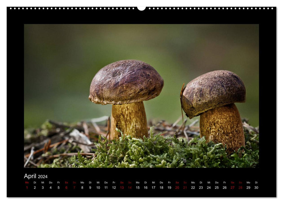 Galerie de champignons - Champignons locaux de la région Rhénanie-Palatinat (Calendrier mural CALVENDO 2024) 