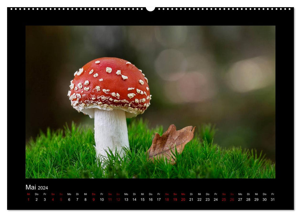 Galerie de champignons - Champignons locaux de la région Rhénanie-Palatinat (Calendrier mural CALVENDO 2024) 