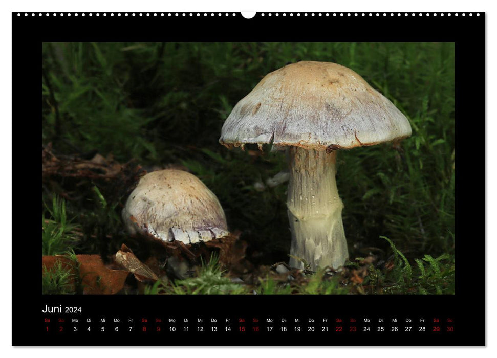 Galerie de champignons - Champignons locaux de la région Rhénanie-Palatinat (Calendrier mural CALVENDO 2024) 