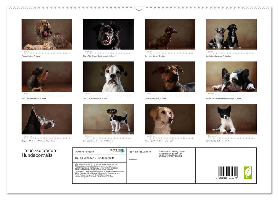 Treue Gefährten - Hundeportraits (CALVENDO Premium Wandkalender 2024)