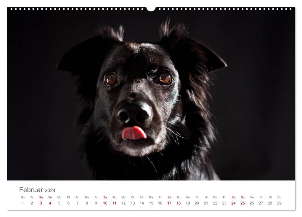 Treue Gefährten - Hundeportraits (CALVENDO Premium Wandkalender 2024)