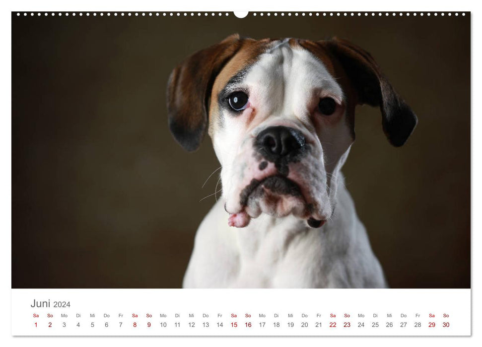 Treue Gefährten - Hundeportraits (CALVENDO Premium Wandkalender 2024)