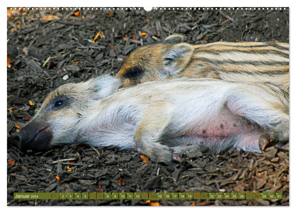 Wildschweins Kinderstube - Freche Frischlinge (CALVENDO Premium Wandkalender 2024)