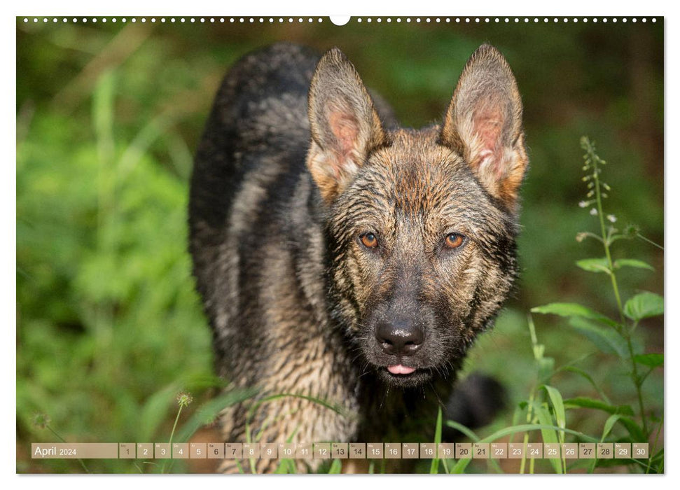 Schäferhunde - Freunde auf 4 Pfoten (CALVENDO Wandkalender 2024)
