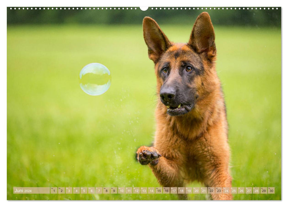 Schäferhunde - Freunde auf 4 Pfoten (CALVENDO Wandkalender 2024)