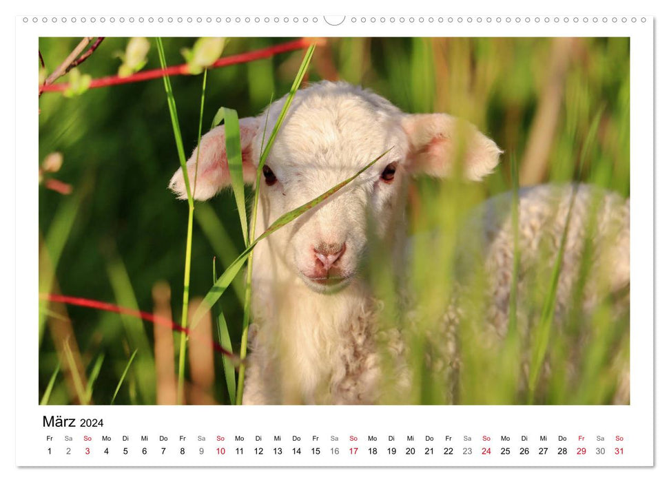 Schäfchen zählen - Mit Schafen durchs Jahr (CALVENDO Premium Wandkalender 2024)