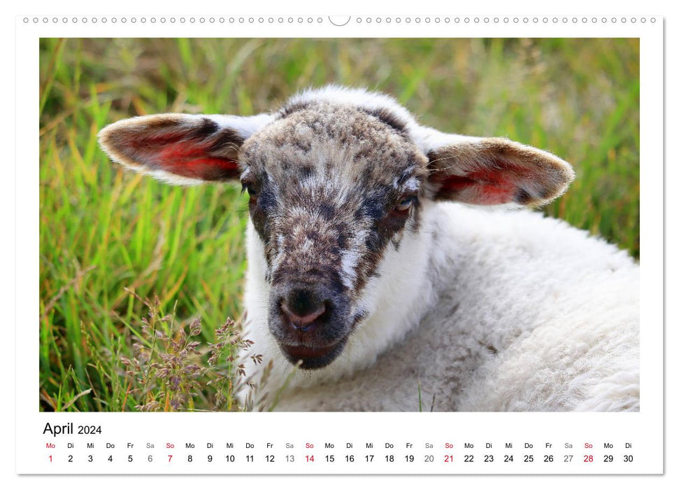 Schäfchen zählen - Mit Schafen durchs Jahr (CALVENDO Premium Wandkalender 2024)