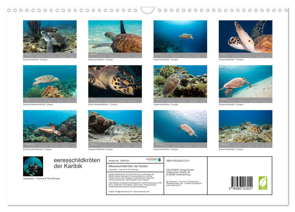 Meeresschildkröten der Karibik (CALVENDO Wandkalender 2024)